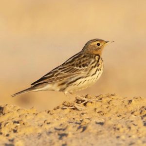 Roodkeelpieper - website 2 Vogels Nitzana park - Roodkeelpieper