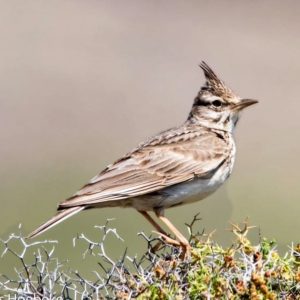 Slangenarend - website Vogels Nitzana park - Slangenarend