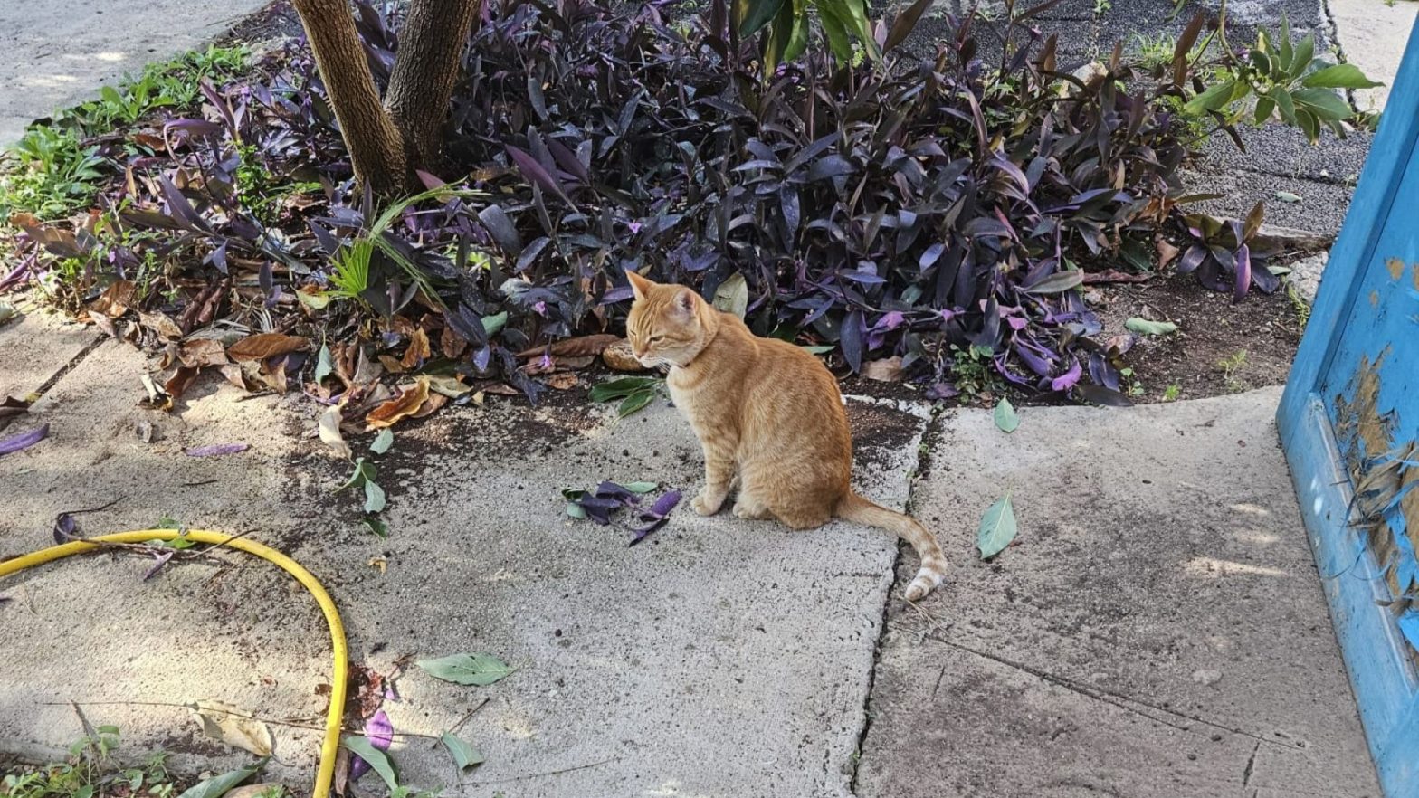 Joanne's blog 114 - De Rooie poes