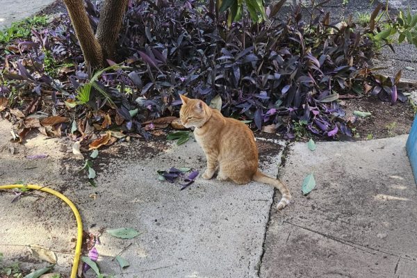 WhatsApp Image 2025-12-04 at 10.31.50 Joanne's blog 114 - De Rooie poes