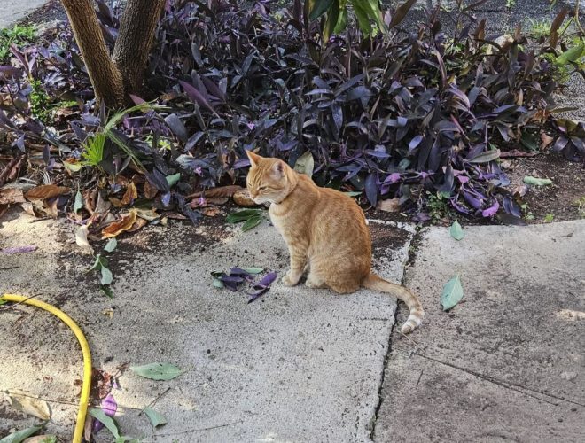 Joanne's blog 114 - De Rooie poes