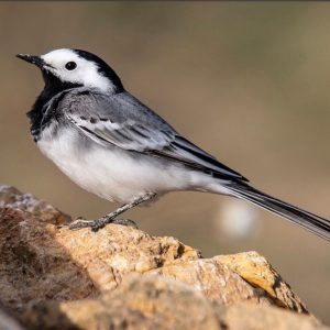 Witte kwikstaart website Vogels Nitzana park - Witte kwikstaart