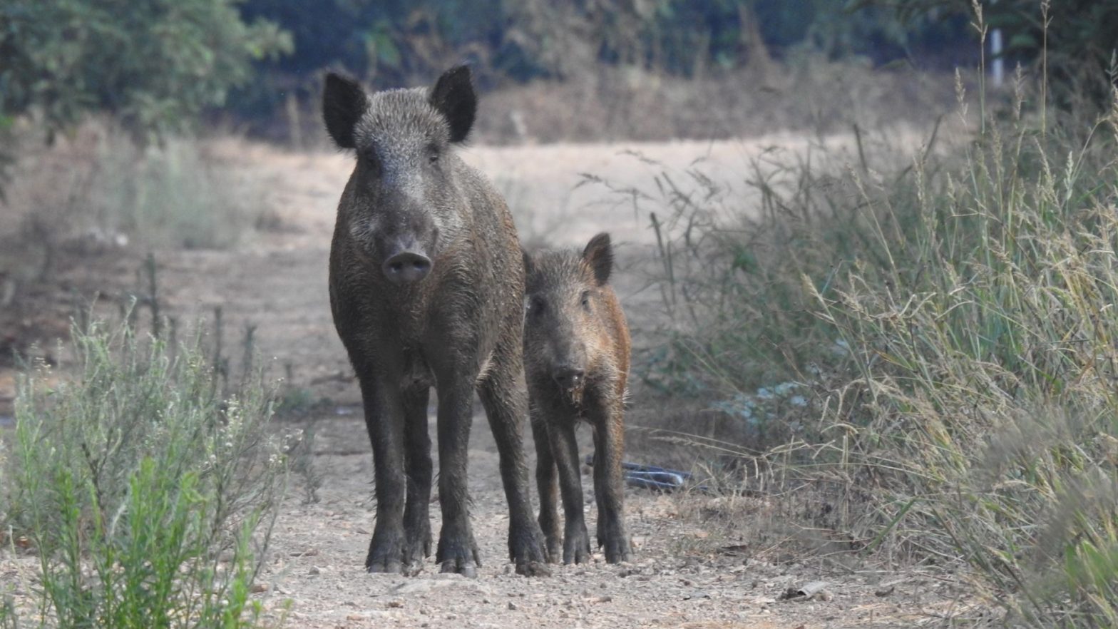 Joanne's blog 120 - zwijnen