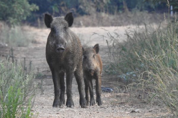 DSCN9583 - website Joanne's blog 120 - zwijnen