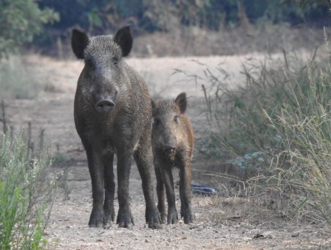 Joanne's blog 120 - zwijnen