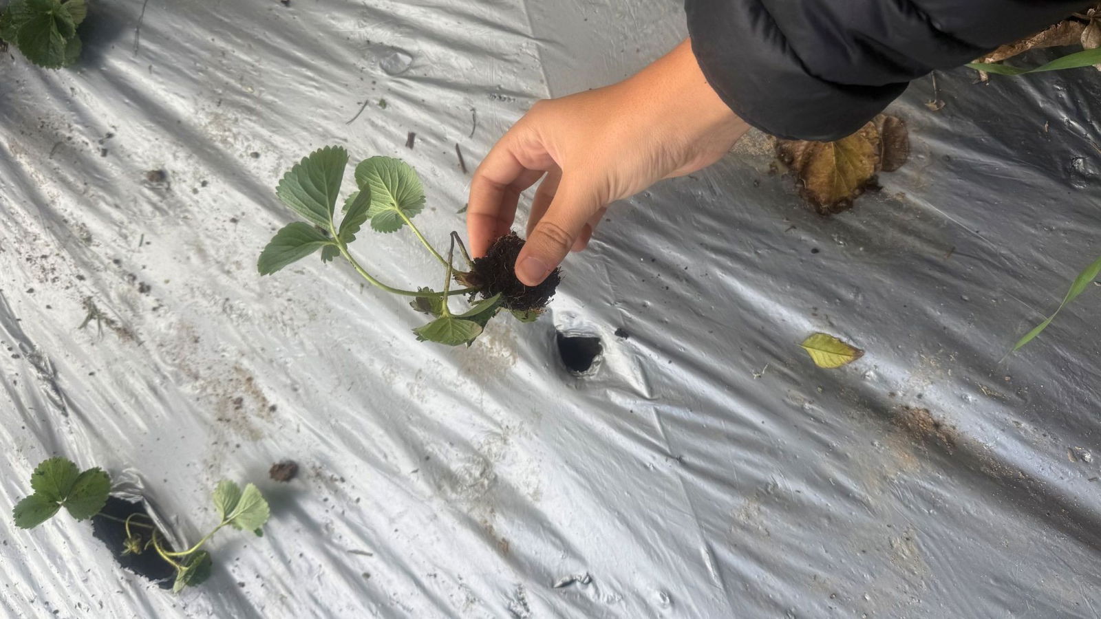 JNF Projectendag - Adam V'Adama - aardbeienstekjes planten