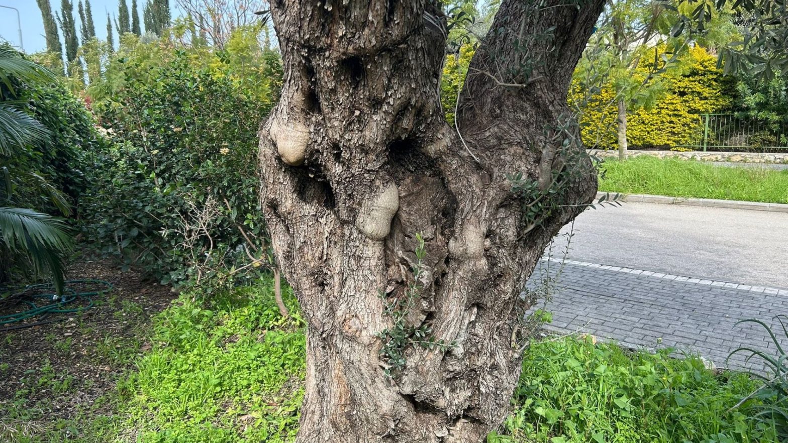 Joanne's blog 126 - olijfboom in mijn tuin, symbool voor vrede