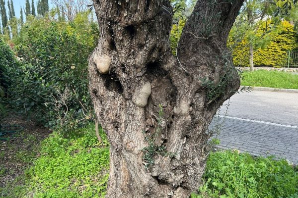 Joanne's blog 126 - olijfboom in mijn tuin, symbool voor vrede