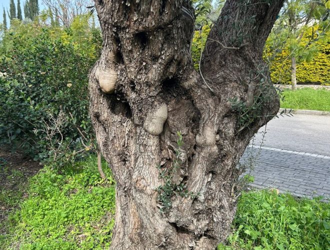 Joanne's blog 126 - olijfboom in mijn tuin, symbool voor vrede