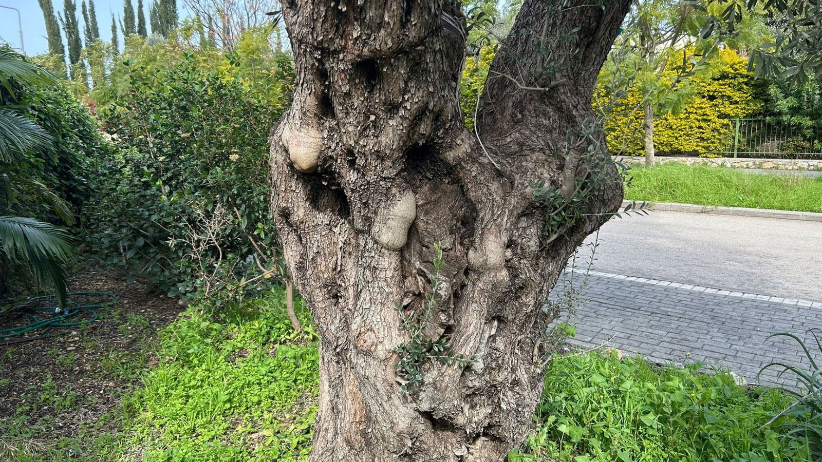 Joanne's blog 126 - olijfboom in mijn tuin, symbool voor vrede