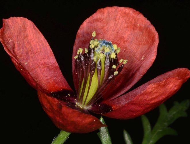 Zeldzame bloem Botanische tuinen