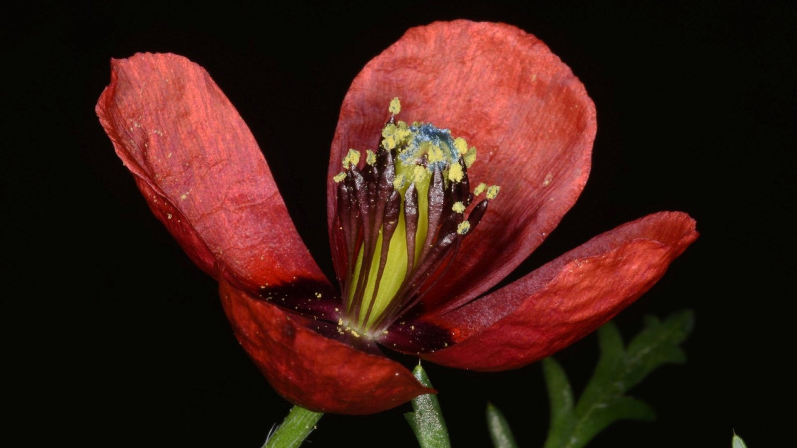 Zeldzame bloem Botanische tuinen