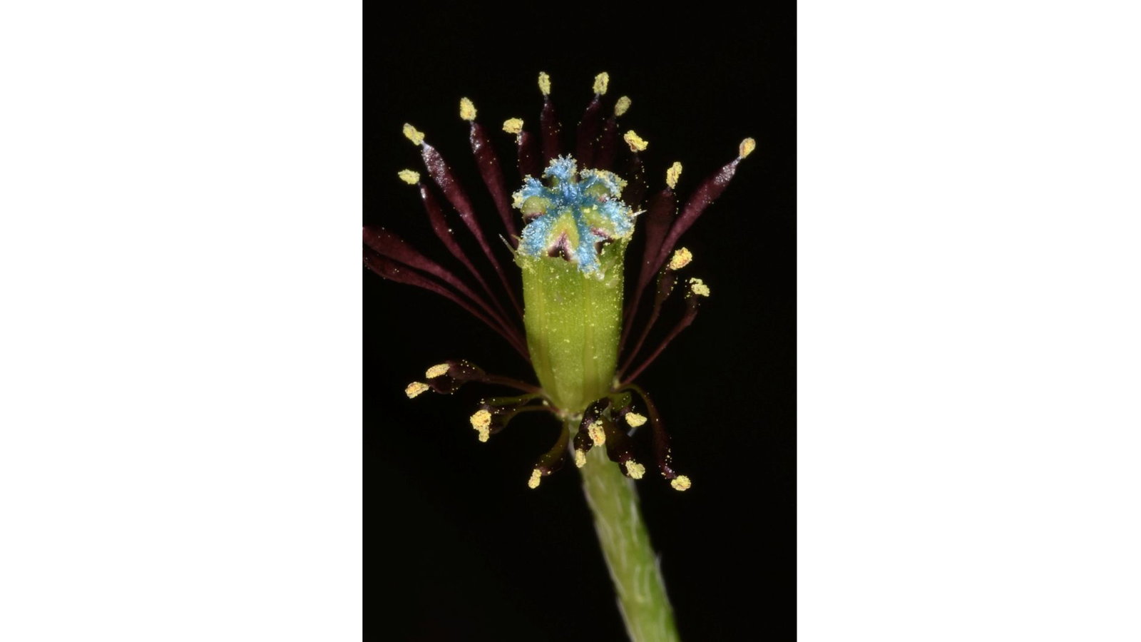 Zeldzame bloem Botanische tuinen