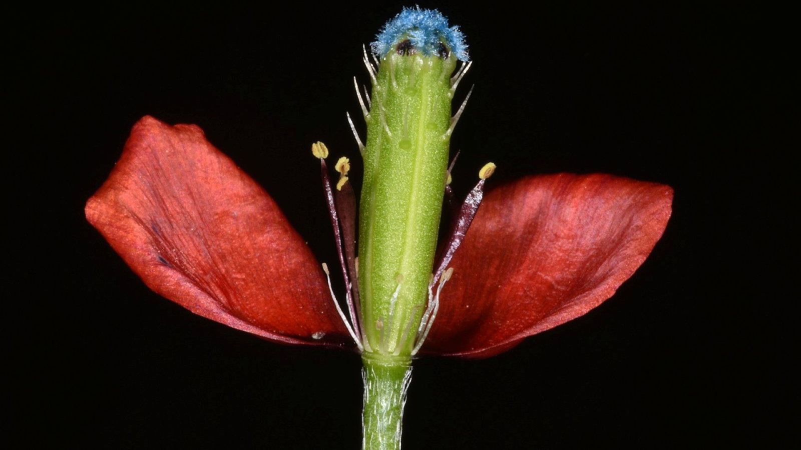 Zeldzame bloem Botanische tuinen