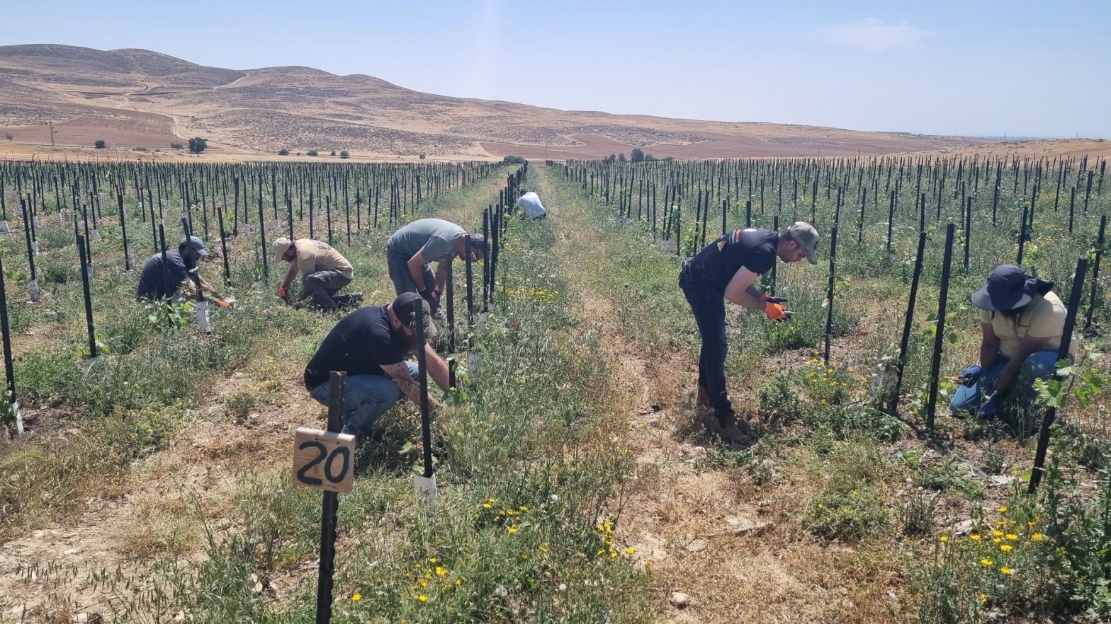 Lahav Farm
