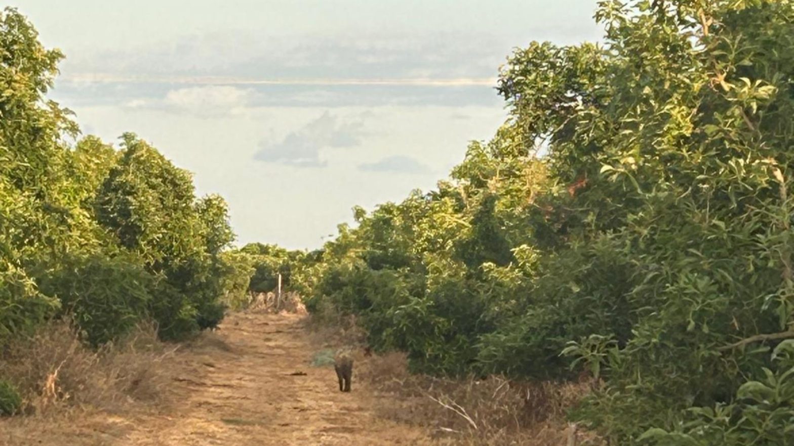 Joanne's blog 151 - De Israëlische natuur tijdens een wandeling