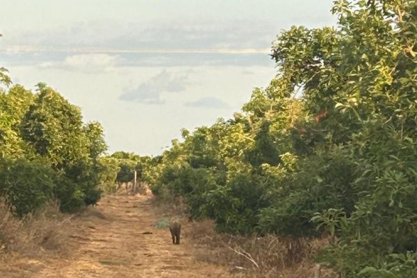Joanne's blog 151 - De Israëlische natuur tijdens een wandeling