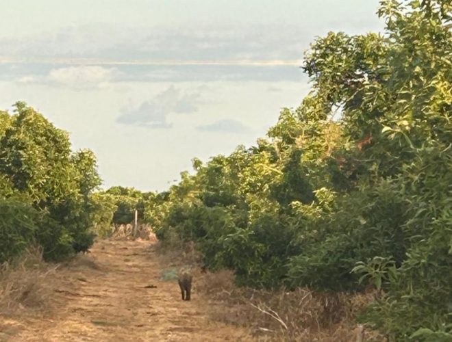 Joanne's blog 151 - De Israëlische natuur tijdens een wandeling