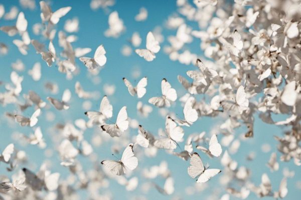 white-butterflies Joanne's blog 154 - witte vlinders