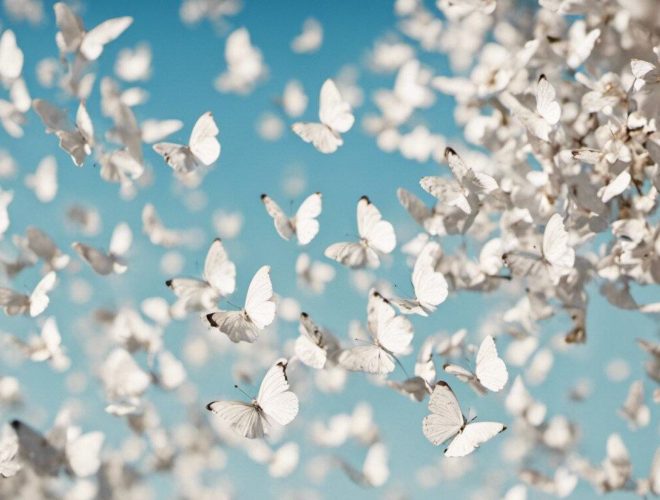 Joanne's blog 154 - witte vlinders